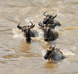 172 - WILDEBEEST CROSSING - MURRAY EILEEN - united kingdom <div