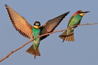 173 - BEE EATER LANDING 6189 - KEENE PAUL - united kingdom <div