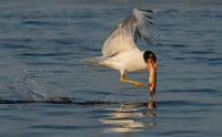 174 - PALLAS GULL - HILL DUNCAN S K - united kingdom <div