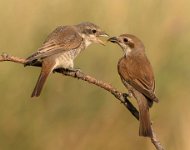 175 - RED BACKED SHRIKE FEEDING YOUNG 2 - HILL DUNCAN S K - united kingdom <div