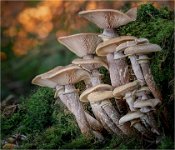 177 - HONEY FUNGUS HANGING WOOD - HOMEWOOD LAWRENCE - united kingdom <div