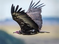 179 - HOODED VULTURE - PORTER GLENN - wales <div