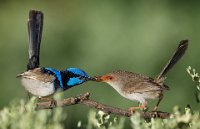 181 - COURTING WRENS 4 - HORSNELL JENNI - australia <div