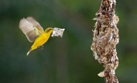 182 - SUNBIRD WITH NEST MATERIAL - HAMMER JACQUELINE - australia <div