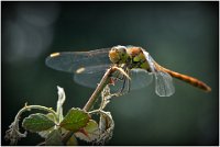 190 - AILES AU SOLEIL - DE VRIESE CHRISTINE - belgium <div