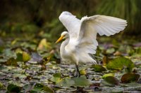 2 - WHITE FACE HERON - MAZO MARIA - australia <div