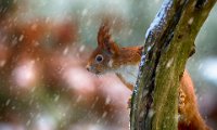 209 - SQUIRREL 11 IN SNOW - KRISTENSEN JORGEN - denmark <div