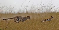 226 - CHEETAH HUNTING GAZELLE - KAEDING WOLFGANG - germany <div