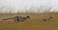 226 - CHEETAH HUNTING GAZELLE - KAEDING WOLFGANG - germany <div