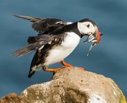 228 - ATLANTIC PUFFIN JUST LANDED WF 1 - RIEHLE GUNTHER - germany <div