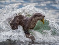240 - OTTER AND WATER - THORBURN KEITH - scotland <div