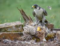 245 - PEREGRINE FALCON PLUCKING PHEASANT - KING JOHN - united kingdom <div