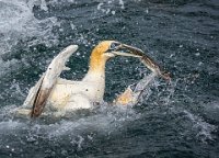 246 - TWO GANNETS ONE FISH - KING JOHN - united kingdom <div