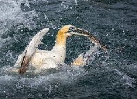 246 - TWO GANNETS ONE FISH - KING JOHN - united kingdom <div