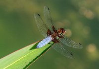 247 - BROAD BODIED CHASER - NASH JOHN - united kingdom <div