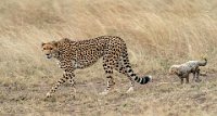 249 - FEMALE CHEETAH IN A HURRY - RICE VERONICA - united kingdom <div