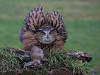 250 - EAGLE OWL PROTECTING PREY - MILLIN ROBERT - united kingdom <div