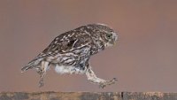 251 - LITTLE OWL RUNNING IN BARN - MILLIN ROBERT - united kingdom <div