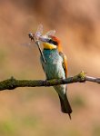 252 - BEE EATER WITH DRAGONFLY - BRAMMALL RAY - united kingdom <div