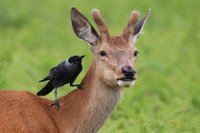 254 - RED DEER AND JACKDAW 4004 - KEENE PAUL - united kingdom <div