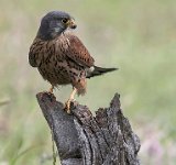 255 - MALE KESTREL - DAFFIN STUART - united kingdom <div