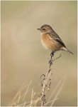 256 - STONECHAT SAXICOLA TORQUATA - MONCRIEFF CHRIS - united kingdom <div