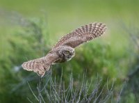 257 - FLYING BURROWING OWL - SCHNELZER J.R. - united states <div