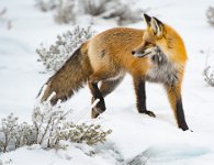 258 - FOX ON ALERT - SCHNELZER J.R. - united states <div