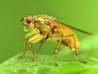 262 - HONEY DROP - DE FAUW AURELE - belgium <div