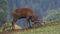 273 - DURING THE RUTTING SEASON - BLEYEN LIVINUS - belgium <div