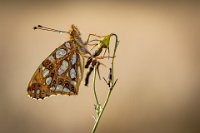 28 - LE PAPILLON - SPOBECK JEAN-MARIE - belgium <div