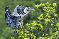 283 - LANDING - MONTINI GIULIO - italy <div