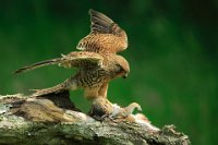 295 - KESTREL GOT SQUIRREL - DEVINE BOB - united kingdom <div