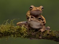 296 - FILE EARED FROGS - MILLIN ROBERT - united kingdom <div