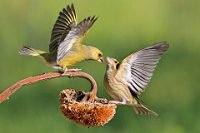 298 - GREENFINCH GOING FOR THE THROAT - KEENE PAUL - united kingdom <div