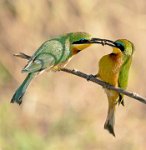 309 - LITTLE BEE EATER PASSING INSECT - RICE VERONICA - united kingdom <div