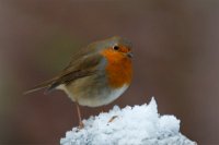 31 - IL FAIT FROID - GOURDIN LAURENCE - belgium <div