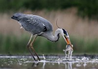 317 - GREY HERON FISHING - NAGY LAJOS - romania <div