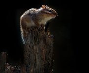 37 - CHIPMUNK - WIDAWSKI RAYMOND - belgium <div