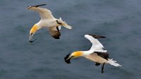 52 - TWO GANNETS - BLEYEN LIVINUS - belgium <div