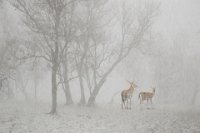 59 - SMALL DEER IN THE WOODS - HUANG YUNHUA - china <div