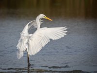 70 - GREAT EGRET - KORTE RITVA - finland <div