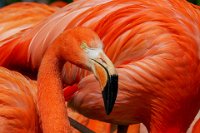 76 - RED FLAMINGO ADMIN - PAILLE JEAN-CLAUDE - france <div