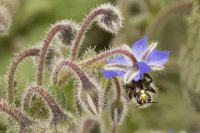 80 - ABEILLE ET BOURRACHE - TUAUD JEAN-RENÉ - france <div