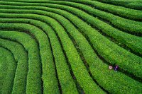 PSA BRONZE MEDAL - TEA GARDEN SCENERY - CAI CHAOYANG - china <div