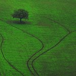 131 - GREEN FIELD - GABERTHUEL WALTER - italy <div