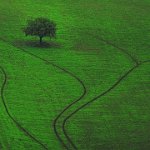 131 - GREEN FIELD - GABERTHUEL WALTER - italy <div