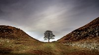 155 - LONE TREE - MOYES DAVID - scotland <div