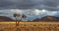 167 - QUIVER TREE IN DESERT - KENNY LAETITIA - south africa <div