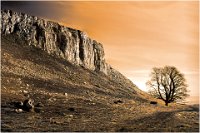 175 - SUN LIT TREE AT MALLAM - LACEY JOHN - united kingdom <div